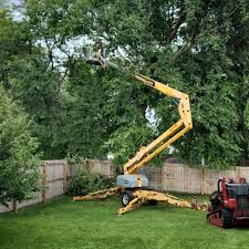 How Our Tree Care Process Works  in  Momence, IL